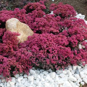 SUNSPARKLER® DAZZLEBERRY SEDUM