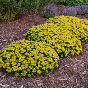 LITTLE MISS SUNSHINE SEDUM
