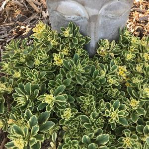 ROCK 'N GROW® BOOGIE WOOGIE SEDUM
