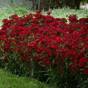ROCKIN'™ RED DIANTHUS