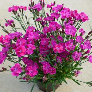 MOUNTAIN FROST™ ROSE BOUQUET DIANTHUS