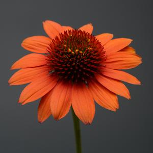 SOMBRERO® FLAMENCO ORANGE CONEFLOWER