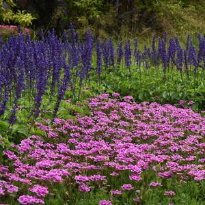 ENDURASCAPE™ PINK BICOLOR VERBENA