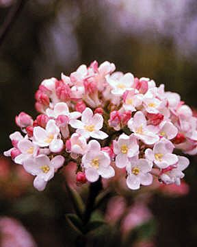 MOHAWK VIBURNUM