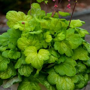 TIMELESS GLOW CORAL BELLS