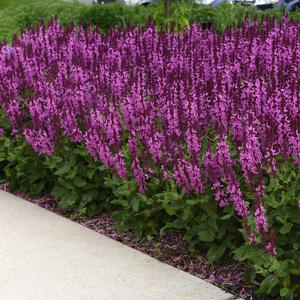 ROSE MARVEL MEADOW SAGE