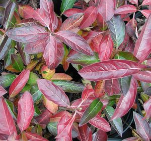 WINTERTHUR VIBURNUM