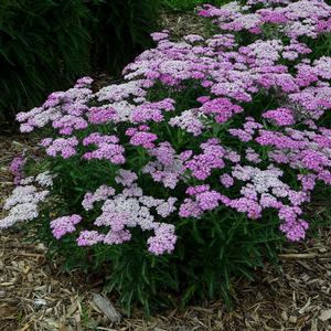 FIREFLY AMETHYST YARROW