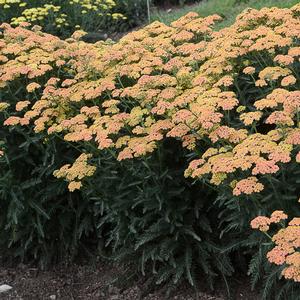 FIREFLY PEACH SKY YARROW