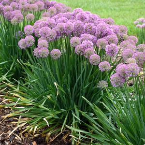 SERENDIPITY ORNAMENTAL ONION