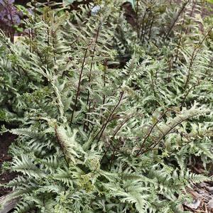 CRESTED SURF JAPANESE PAINTED FERN