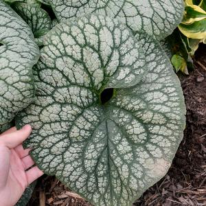 JACK OF DIAMONDS BRUNNERA