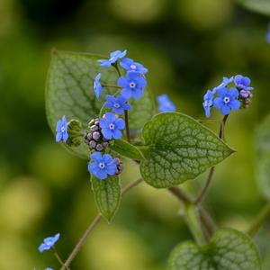 QUEEN OF HEARTS BRUNNERA
