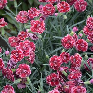 FRUIT PUNCH® BLACK CHERRY FROST DIANTHUS