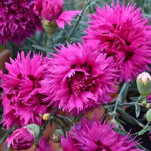 FRUIT PUNCH® SPIKED PUNCH DIANTHUS