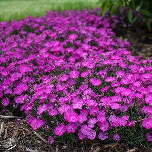 PAINT THE TOWN FUCHSIA DIANTHUS