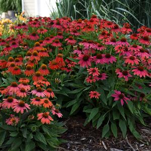 LAKOTA™ FIRE CONEFLOWER