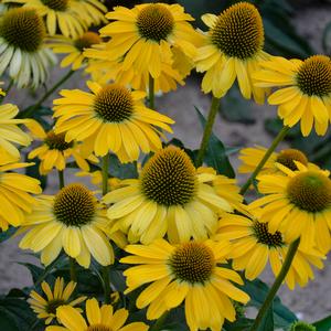 COLOR CODED® YELLOW MY DARLING CONEFLOWER