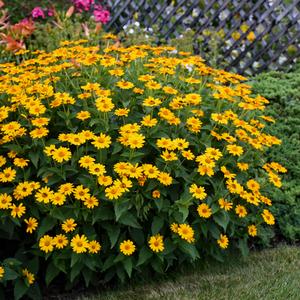 TUSCAN SUN FALSE SUNFLOWER