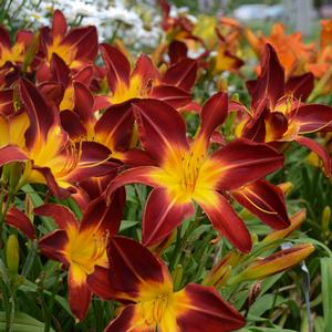 RAINBOW RHYTHM® RUBY SPIDER DAYLILY