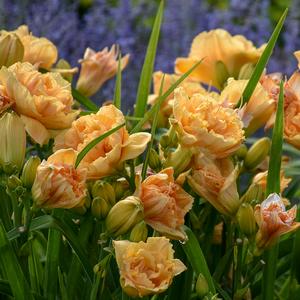 RAINBOW RHYTHM® SILOAM PEONY DISPLAY DAYLILY