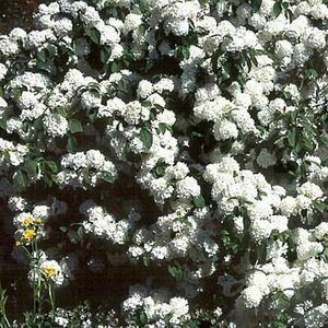 NEWPORT™ DOUBLEFILE VIBURNUM