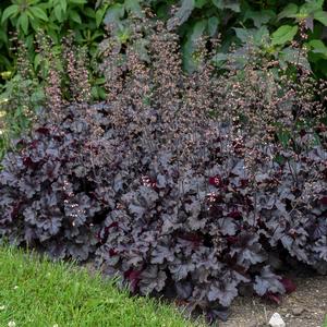PRIMO® BLACK PEARL CORAL BELLS