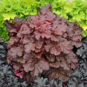 PRIMO® MAHOGANY MONSTER CORAL BELLS