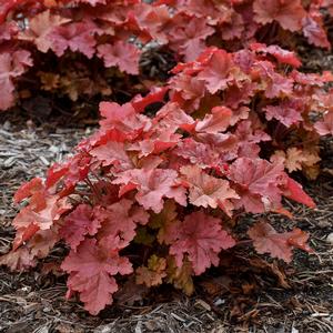 PRIMO® PEACHBERRY ICE CORAL BELLS