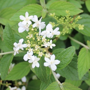 SUMMER SNOWFLAKE DOUBLEFILE VIBURNUM