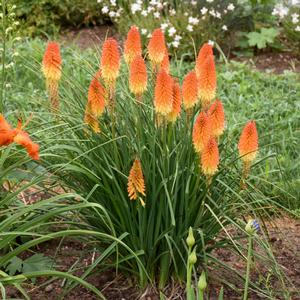 PYROMANIA™ BACKDRAFT RED HOT POKER