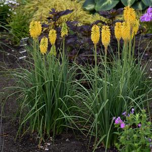 PYROMANIA™ SOLAR FLARE RED HOT POKER