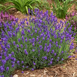 SWEET ROMANCE® LAVENDER