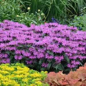 LEADING LADY PLUM BEEBALM