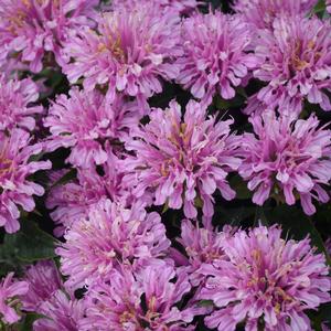 PARDON MY LAVENDER BEEBALM