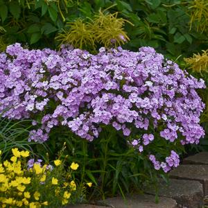 OPENING ACT BLUSH GARDEN PHLOX