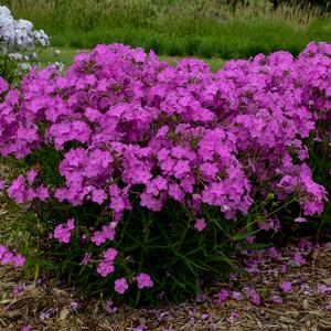 OPENING ACT ULTRAPINK GARDEN PHLOX