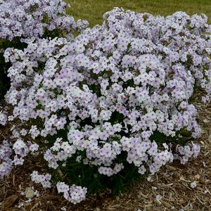 OPENING ACT PINK-A-DOT GARDEN PHLOX