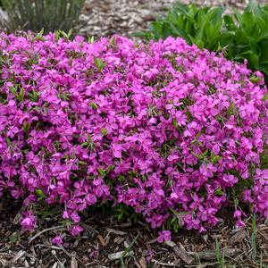 MAGENTA SPRITE HYBRID SPRING PHLOX