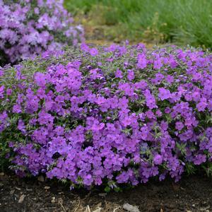 PURPLE SPRITE HYBRID SPRING PHLOX
