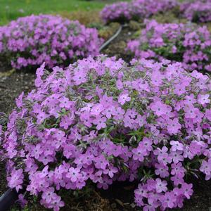 ROSE SPRITE HYBRID SPRING PHLOX