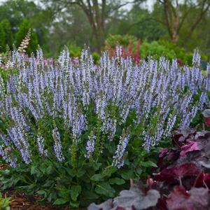 COLOR SPIRES® CRYSTAL BLUE MEADOW SAGE