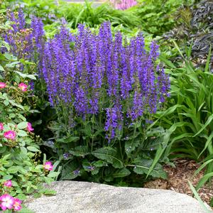 COLOR SPIRES® INDIGLO GIRL MEADOW SAGE