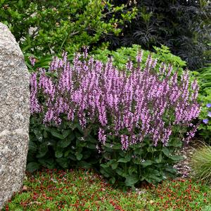 COLOR SPIRES® PINK DAWN MEADOW SAGE