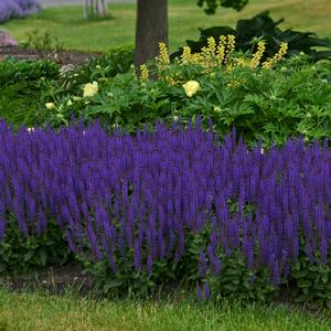 COLOR SPIRES® VIOLET RIOT MEADOW SAGE