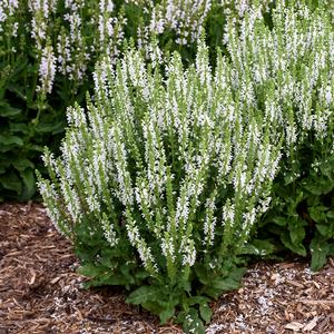 WHITE PROFUSION MEADOW SAGE