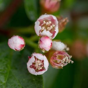 AUTUMN INFERNO® COTONEASTER