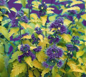 SUNSHINE BLUE® BLUEBEARD