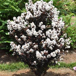 LUNAR MAGIC® CRAPEMYRTLE
