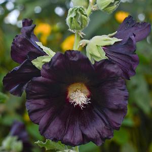 SPOTLIGHT BLACKNIGHT HOLLYHOCK